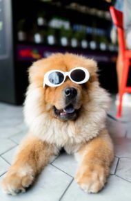 Dog laying down wearing fun sunglasses