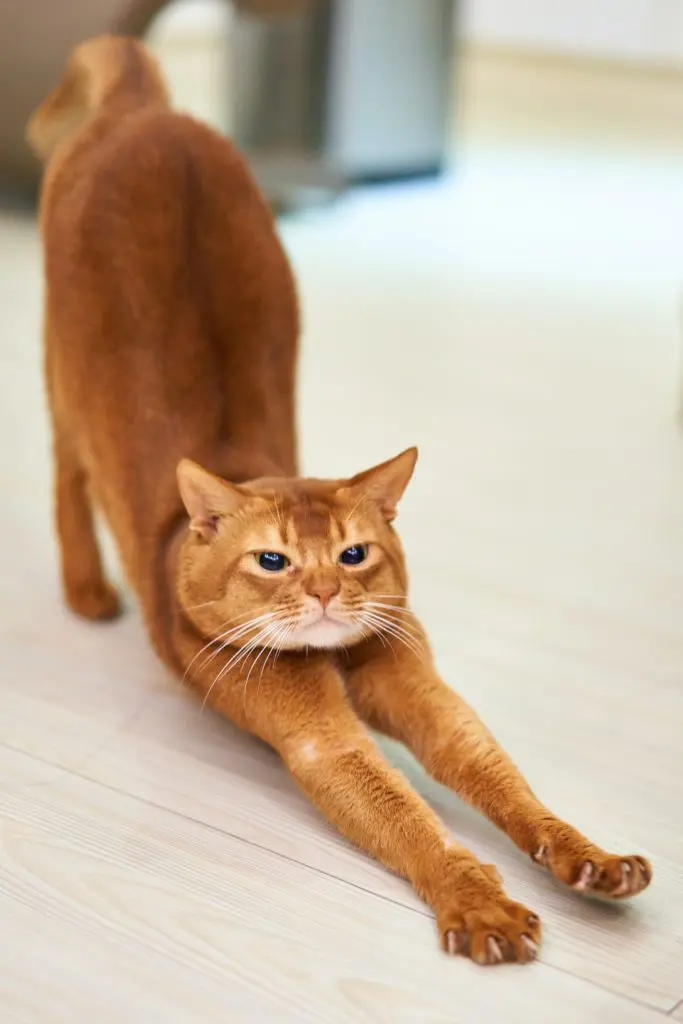 Image of a cute cat stretching