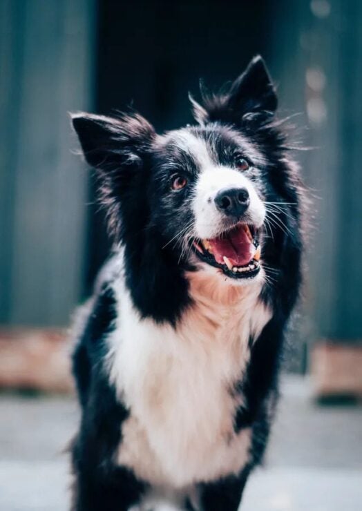 A happy border collie