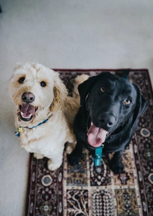 Two dog friends, one tan on the left and one black on the write, sitting next to each other