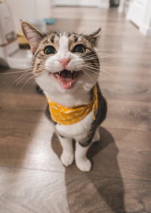 An excited cat wearing a yellow scarf