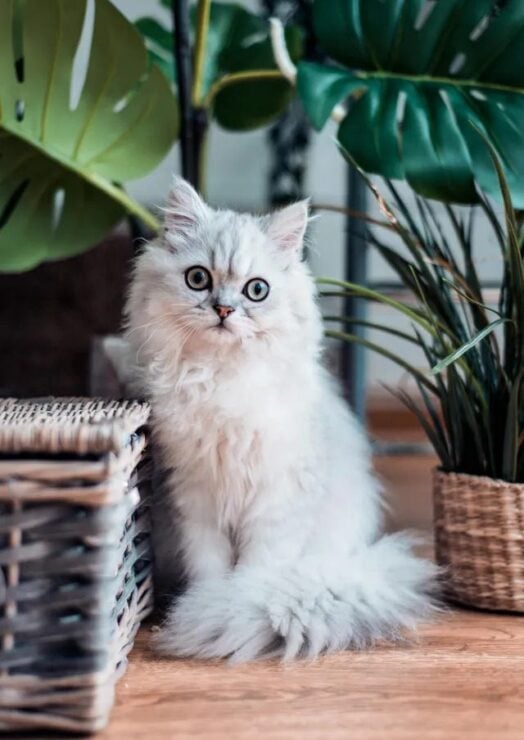 White kitten sitting in between two large plants