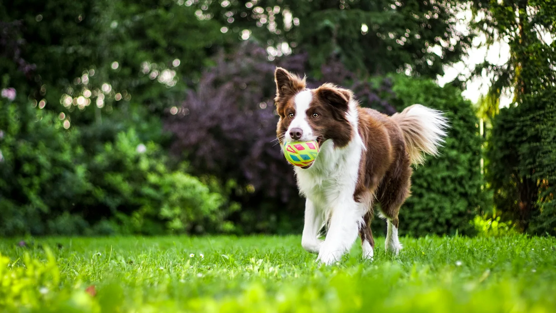 dog running through grass