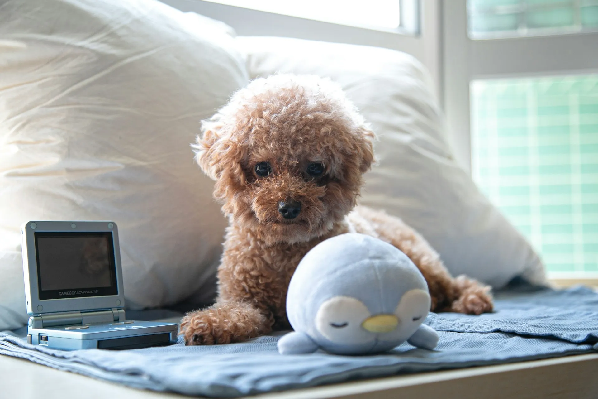A toy poodle lying down on a blue mat next to white pillows.