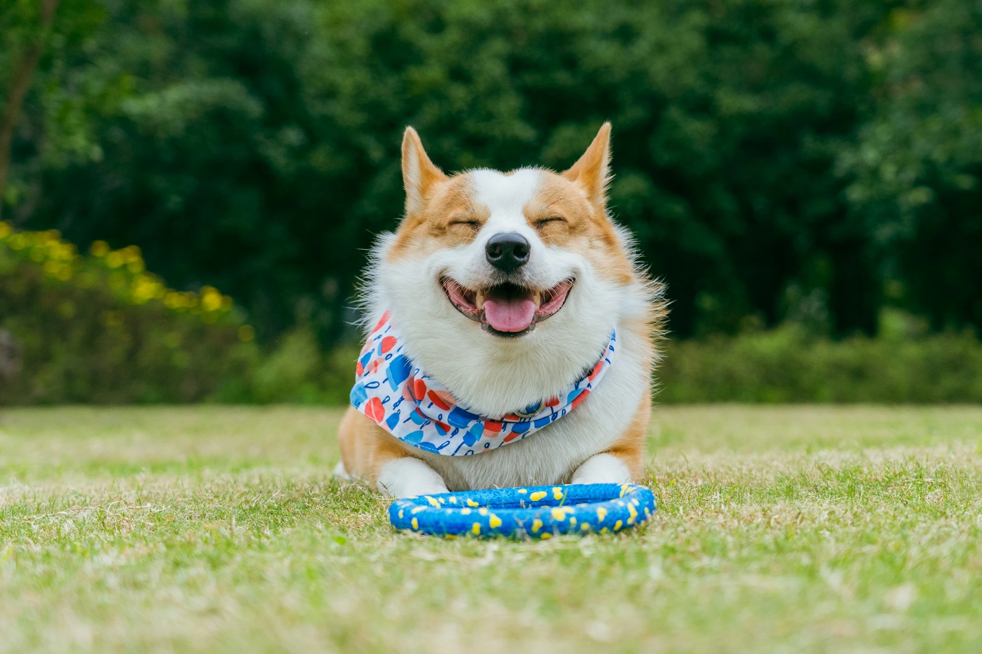 A Corgi lying down on a green lawn with its eyes closed and mouth open in a big grin.