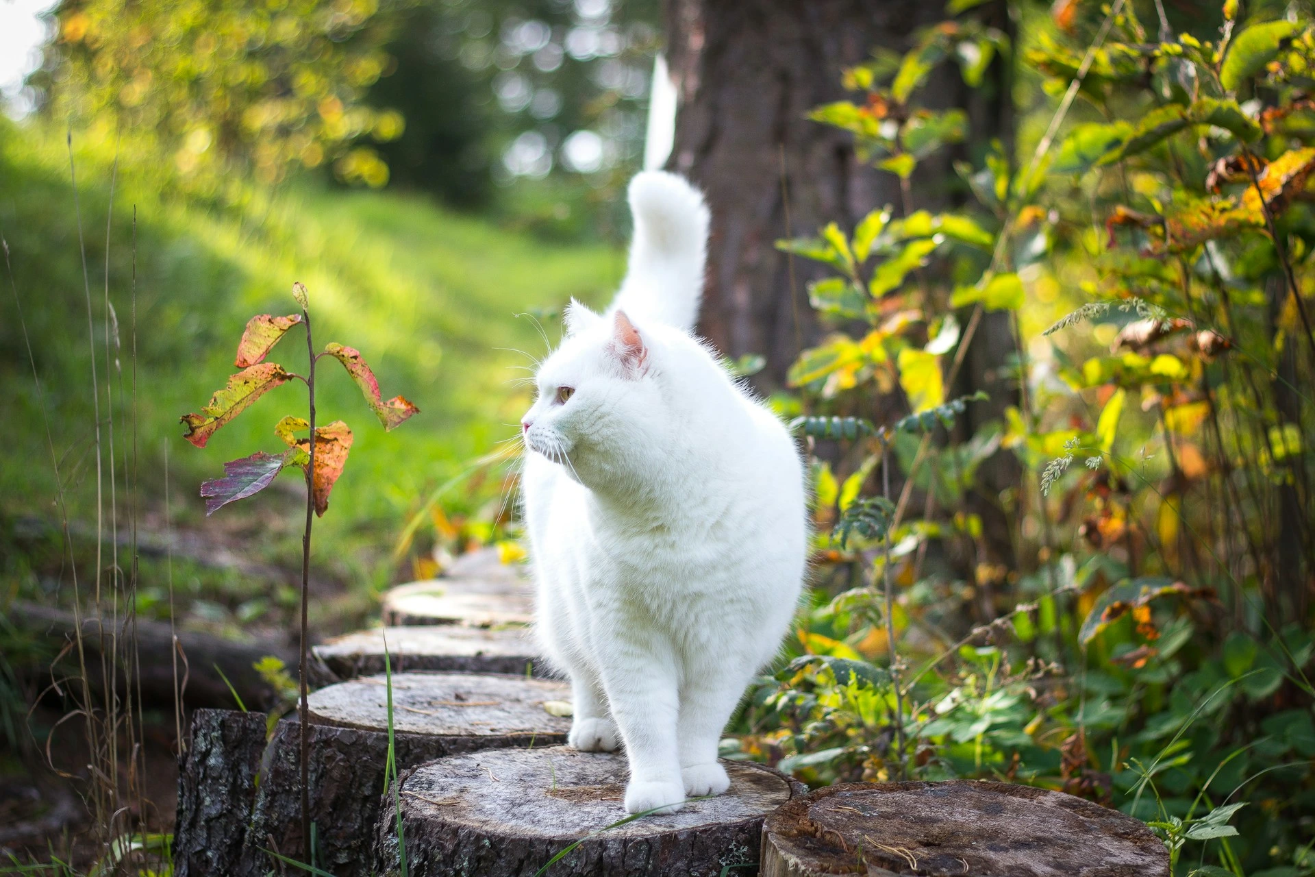 A white cat walks along a path made of wooden log rounds.