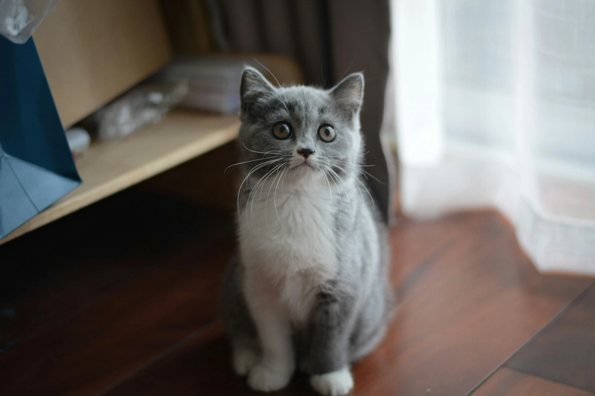 A grey and white kitten sits on a dark wooden floor.