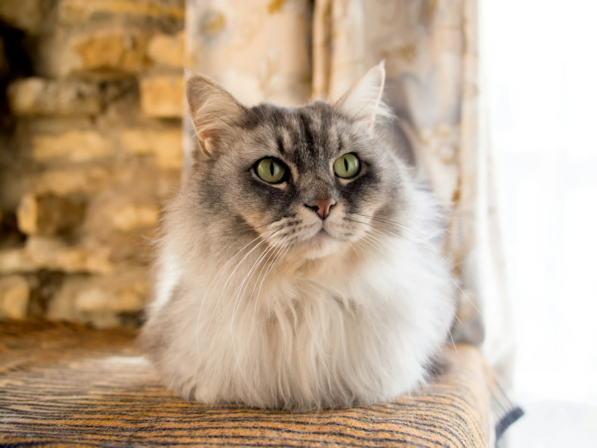 A grey and white cat sits in a loaf position on a striped cushion.