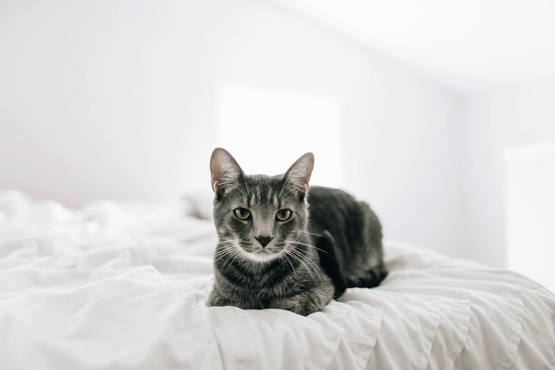 A dark grey tabby cat lies on a bed with ruffled white sheets.