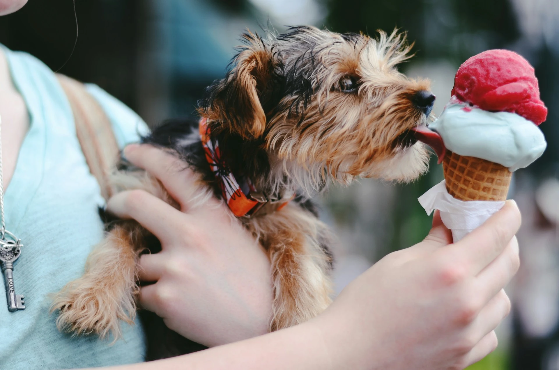 A Yorkshire Terrier puppy being held in someone's arms, stretching out its tongue to lick an ice cream cone.