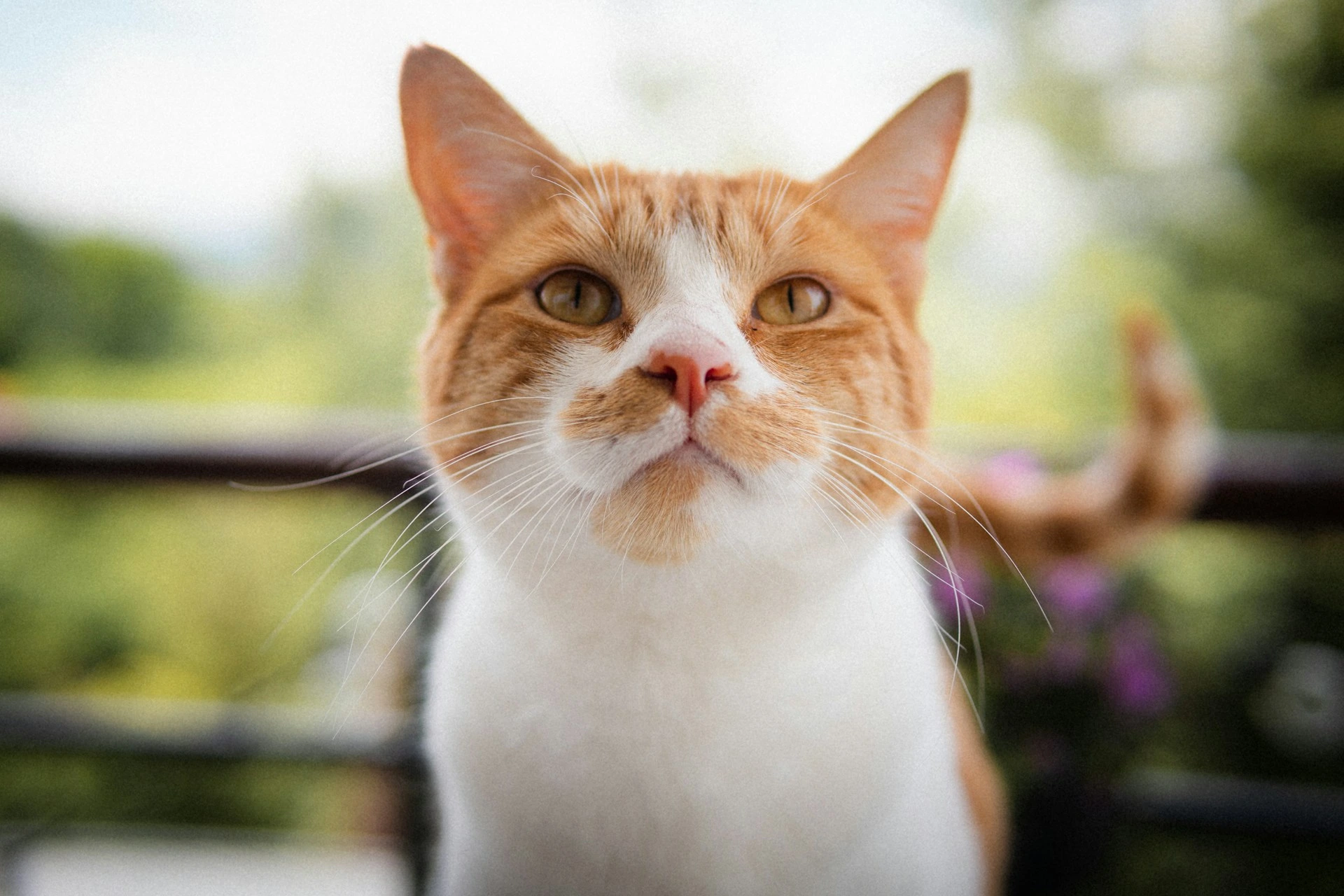A close-up shot of an orange cat looking slightly upwards into the camera.