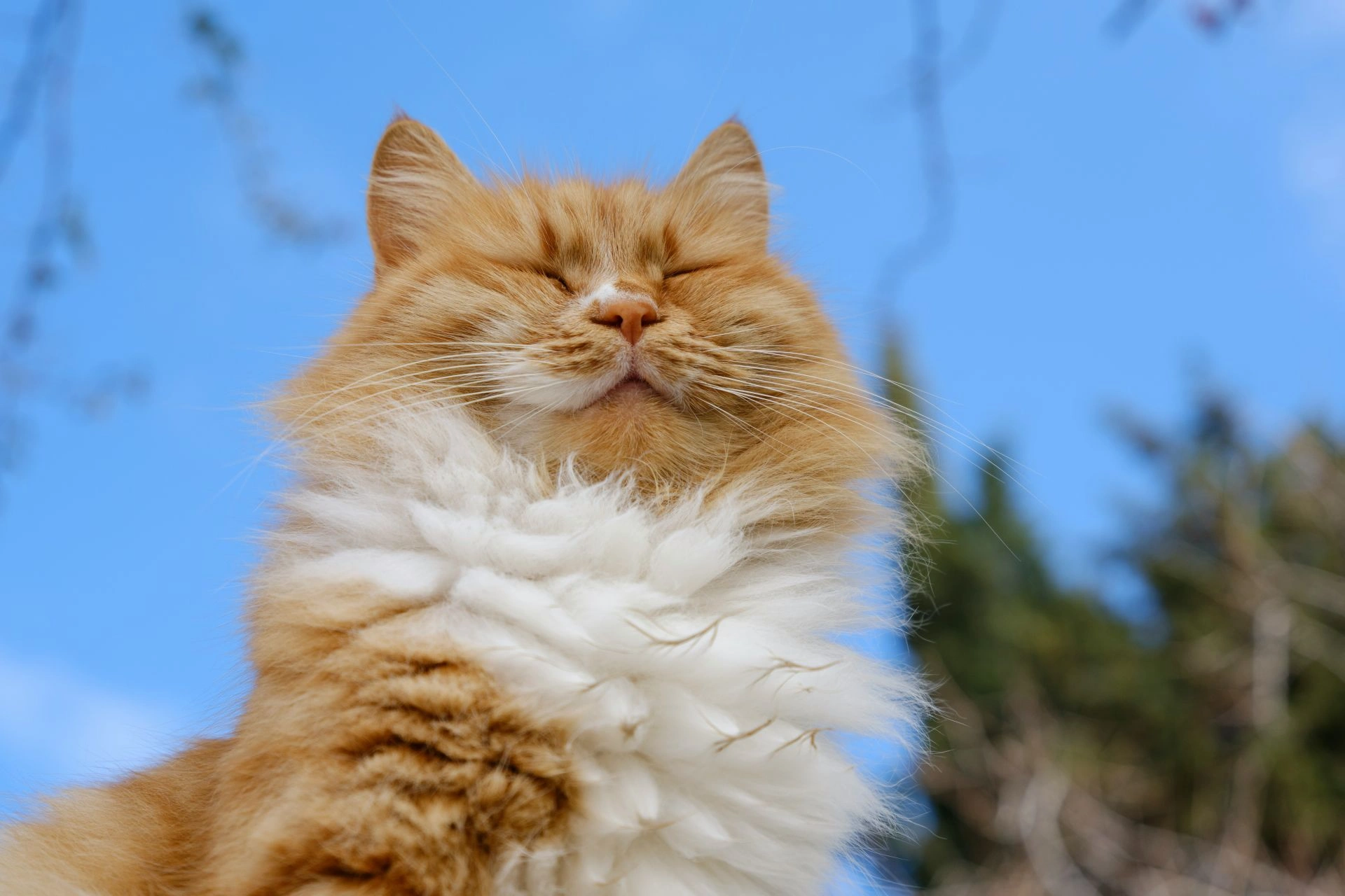 A low-angle shot of an orange cat with its eyes closed against a bright blue sky.