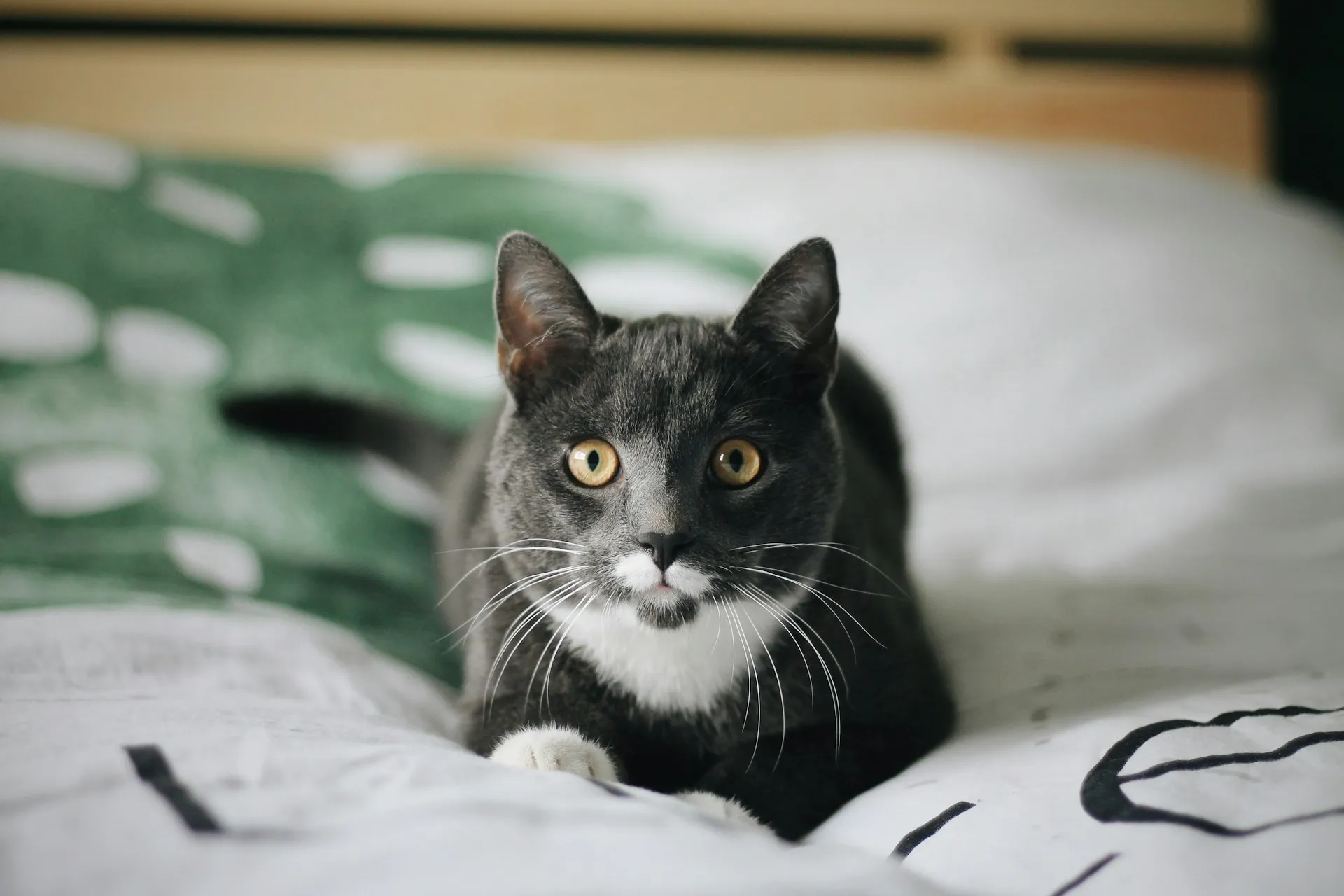 A dark grey cat lies on a bed with green patterned pillow in the background.