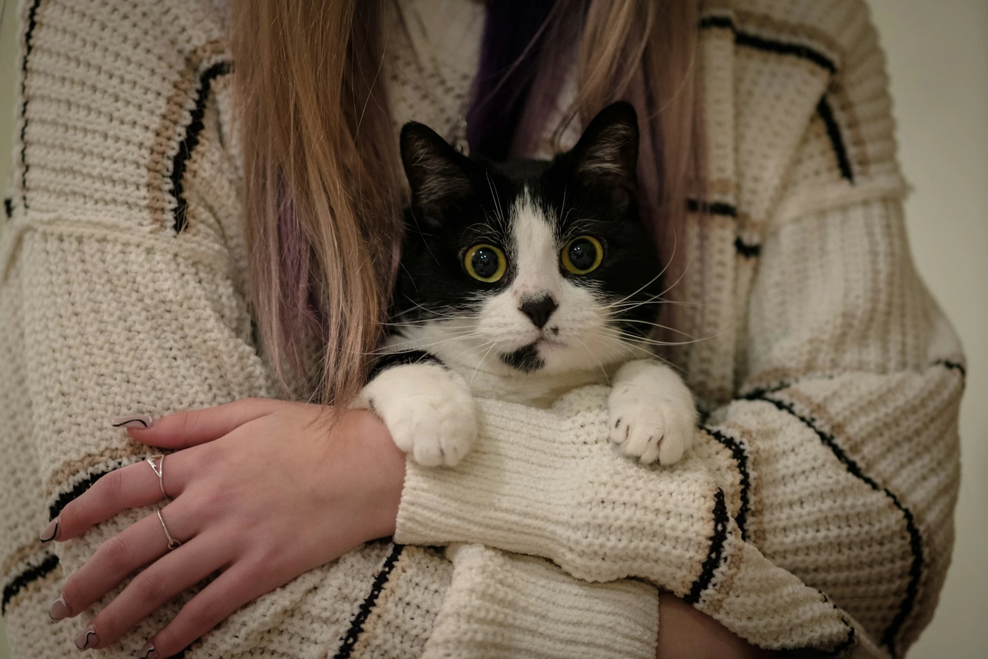 A tuxedo cat being held snugly in the arms of a person.