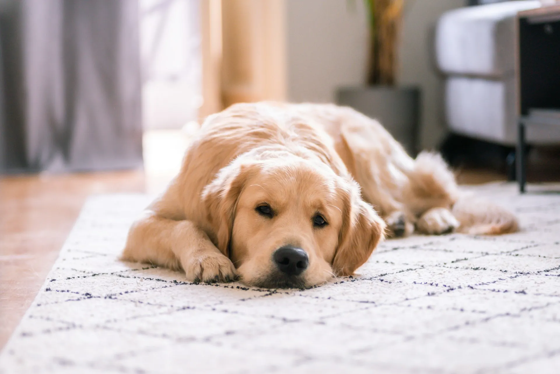 A golden retriever lies flat on a patterned cream-colored rug in a living room.