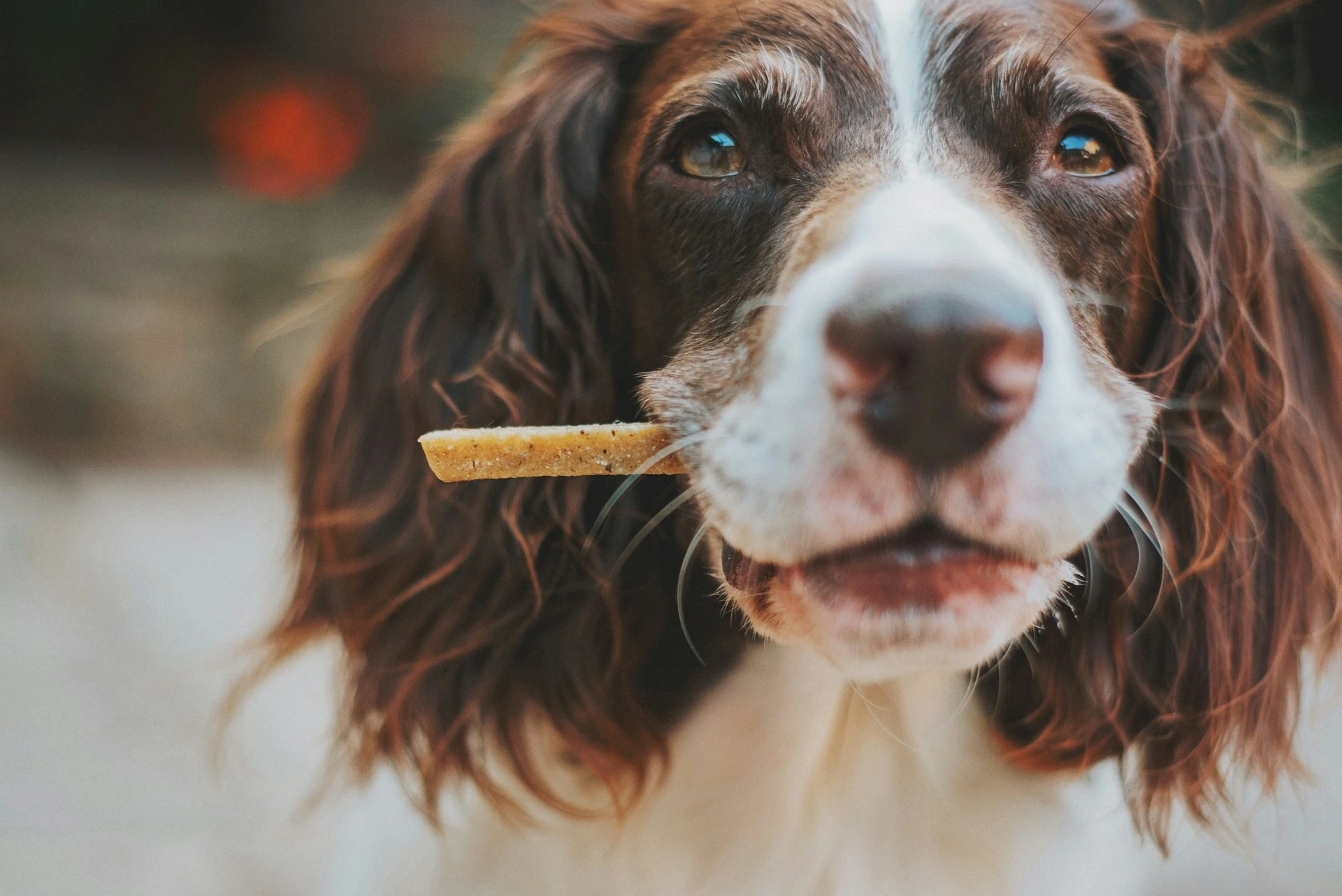 A brown and white English Springer Spaniel holding dog biscuit in its mouth.