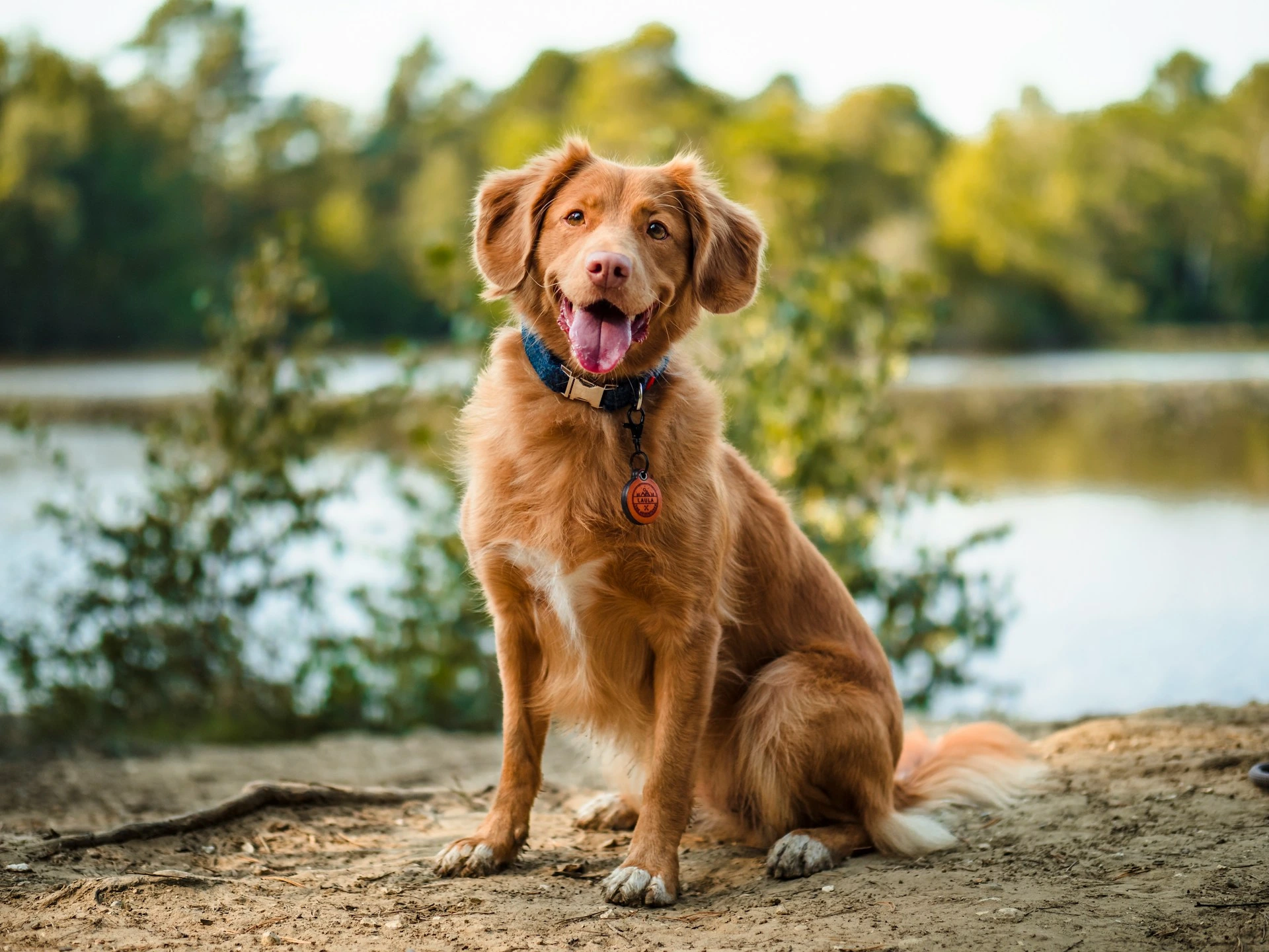 A Nova Scotia Duck Tolling Retriever sits on a dirt path, against a blurred background of a river and green trees.