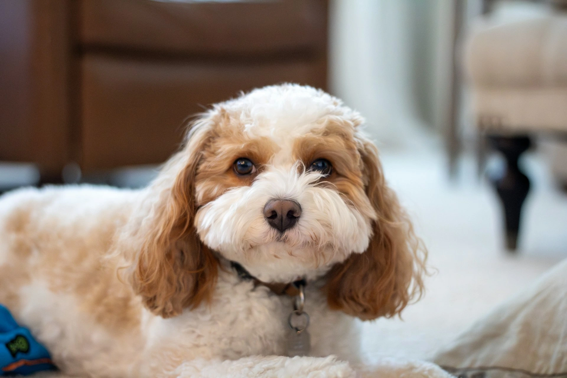 A white and tan Cavapoo dog lying down on a carpeted floor.