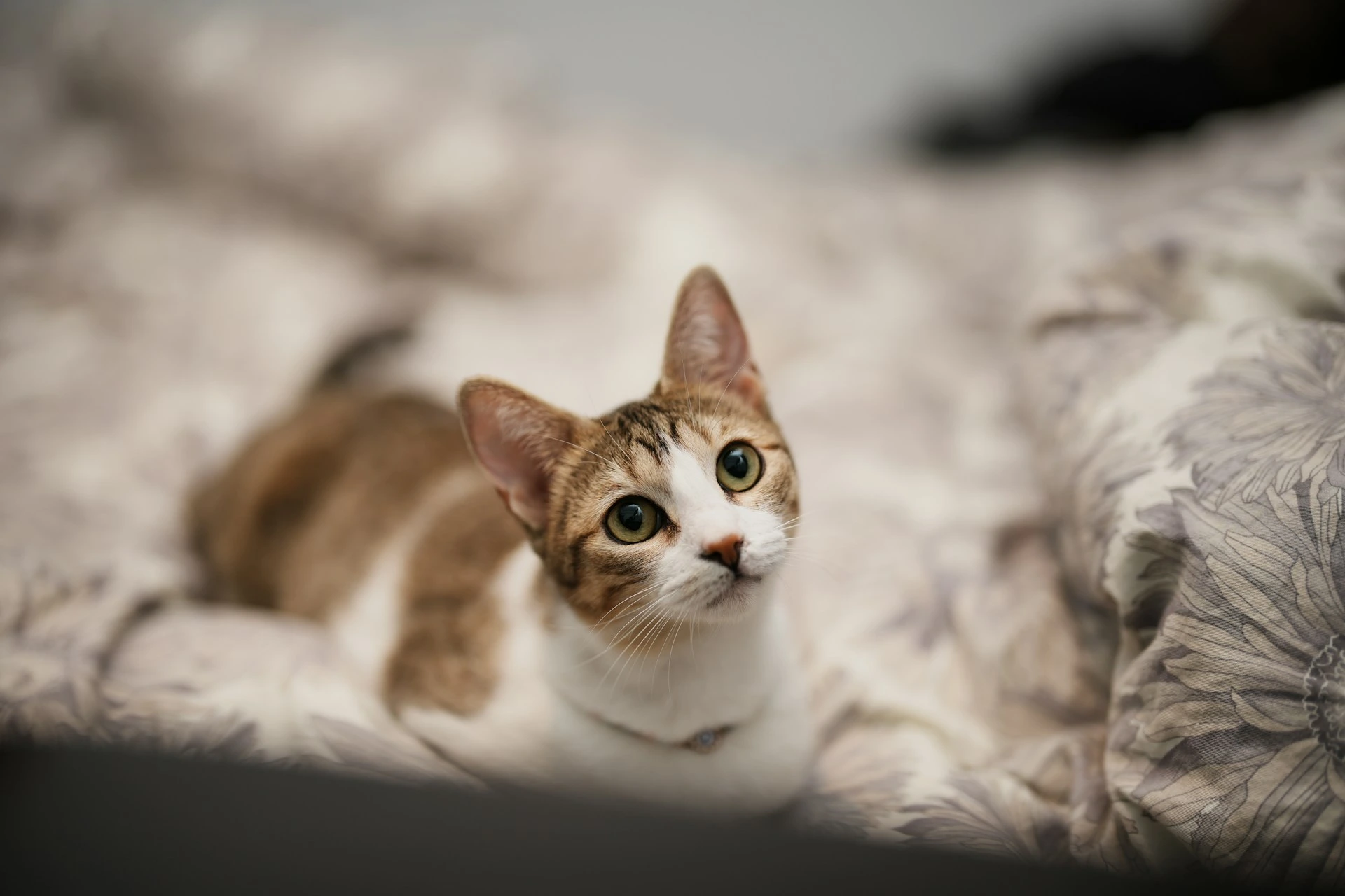 A tabby cat lies on a patterned grey and white blanket.