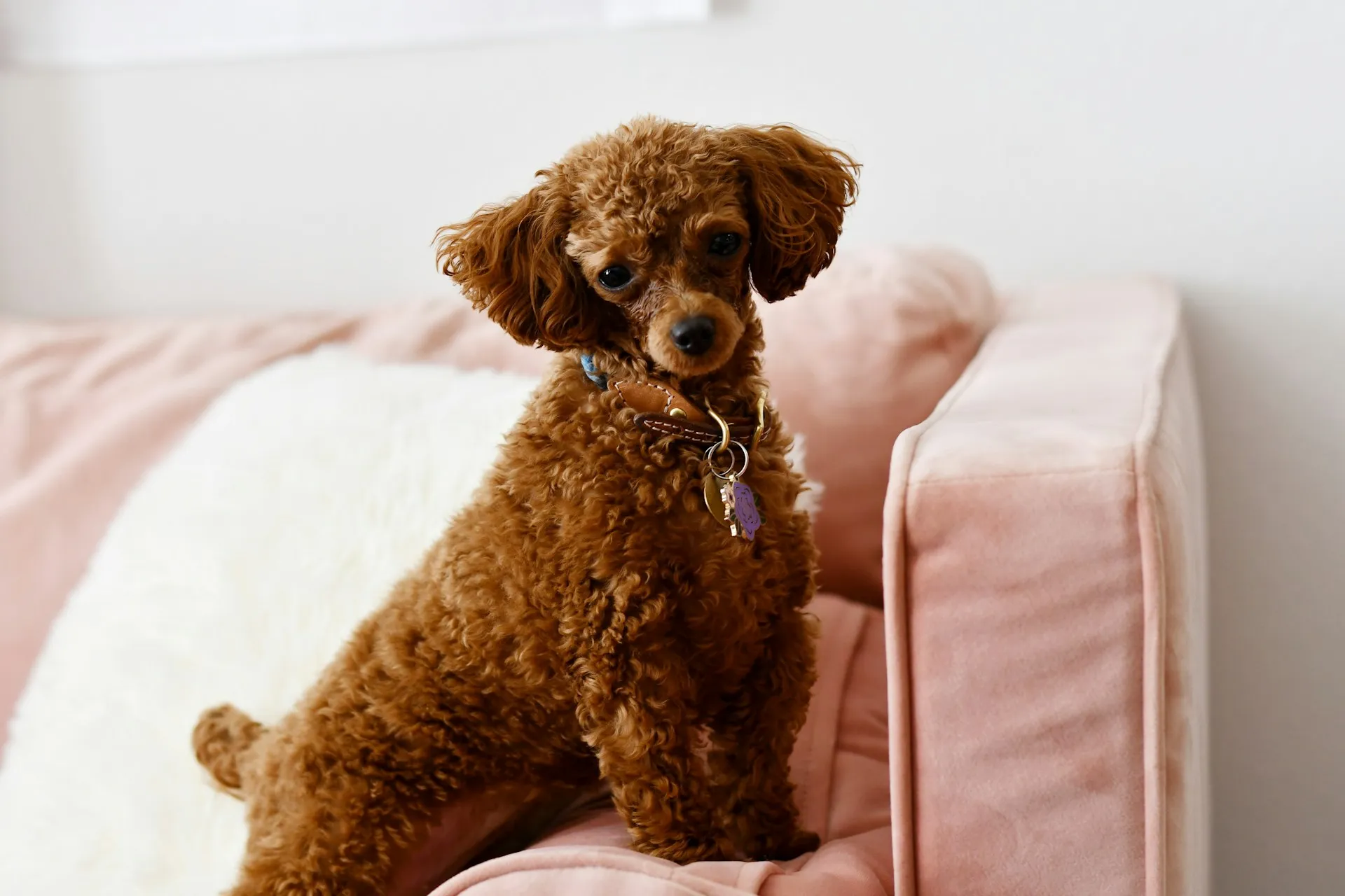 A brown toy poodle sits on a pink velvet couch.