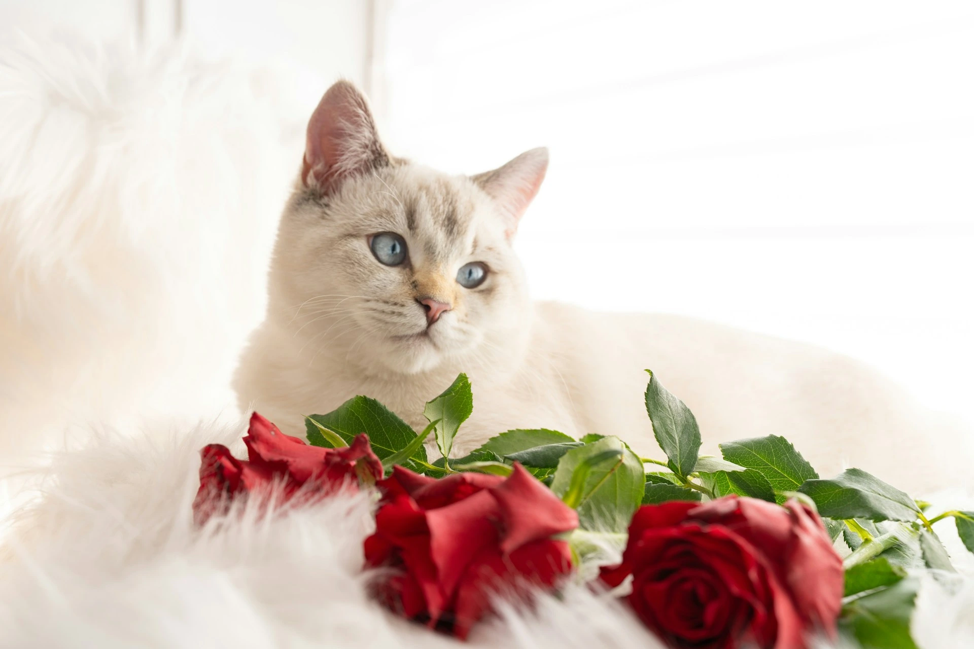 A white cat lies down on a white faux-fur surface. Several red roses are arranged in the foreground.