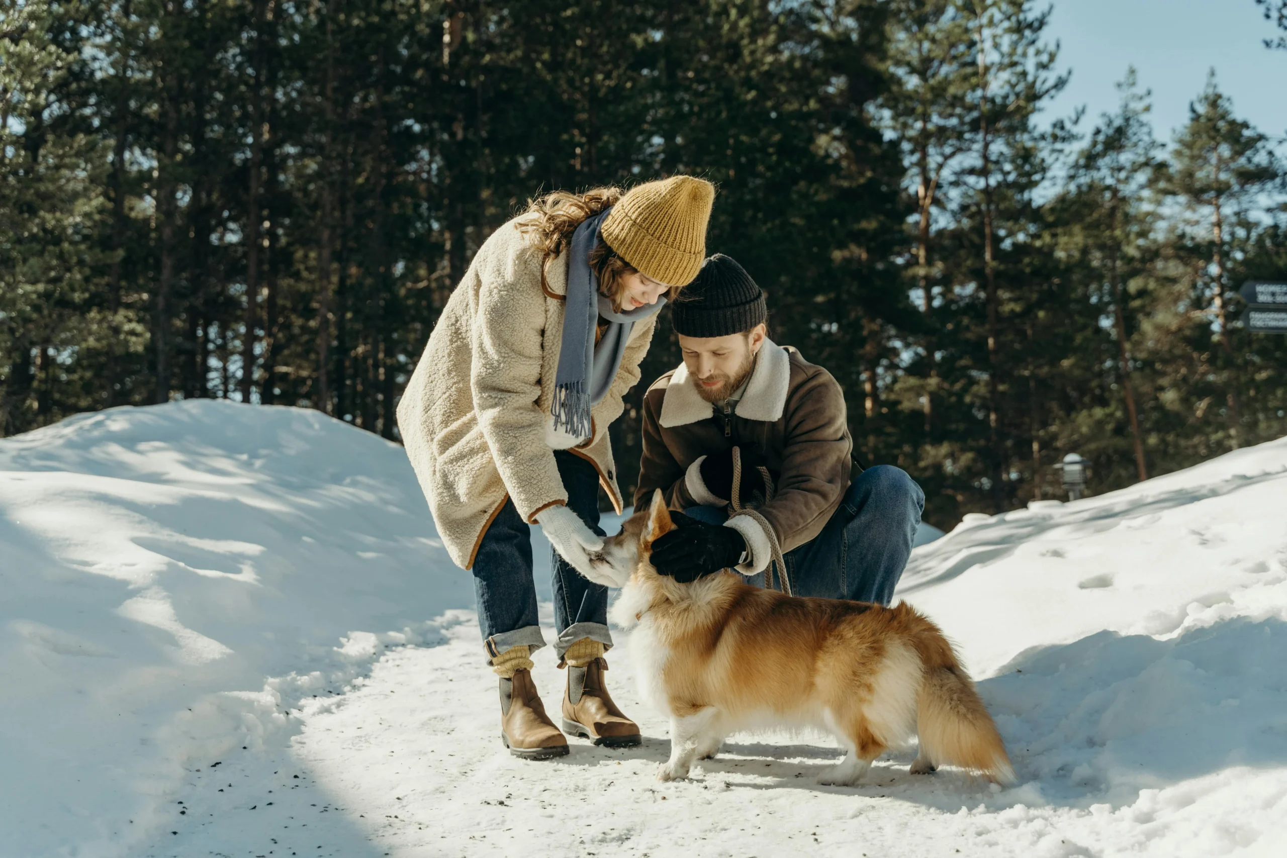 A couple stands on a snowy forest path, petting a Pembroke Welsh Corgi.