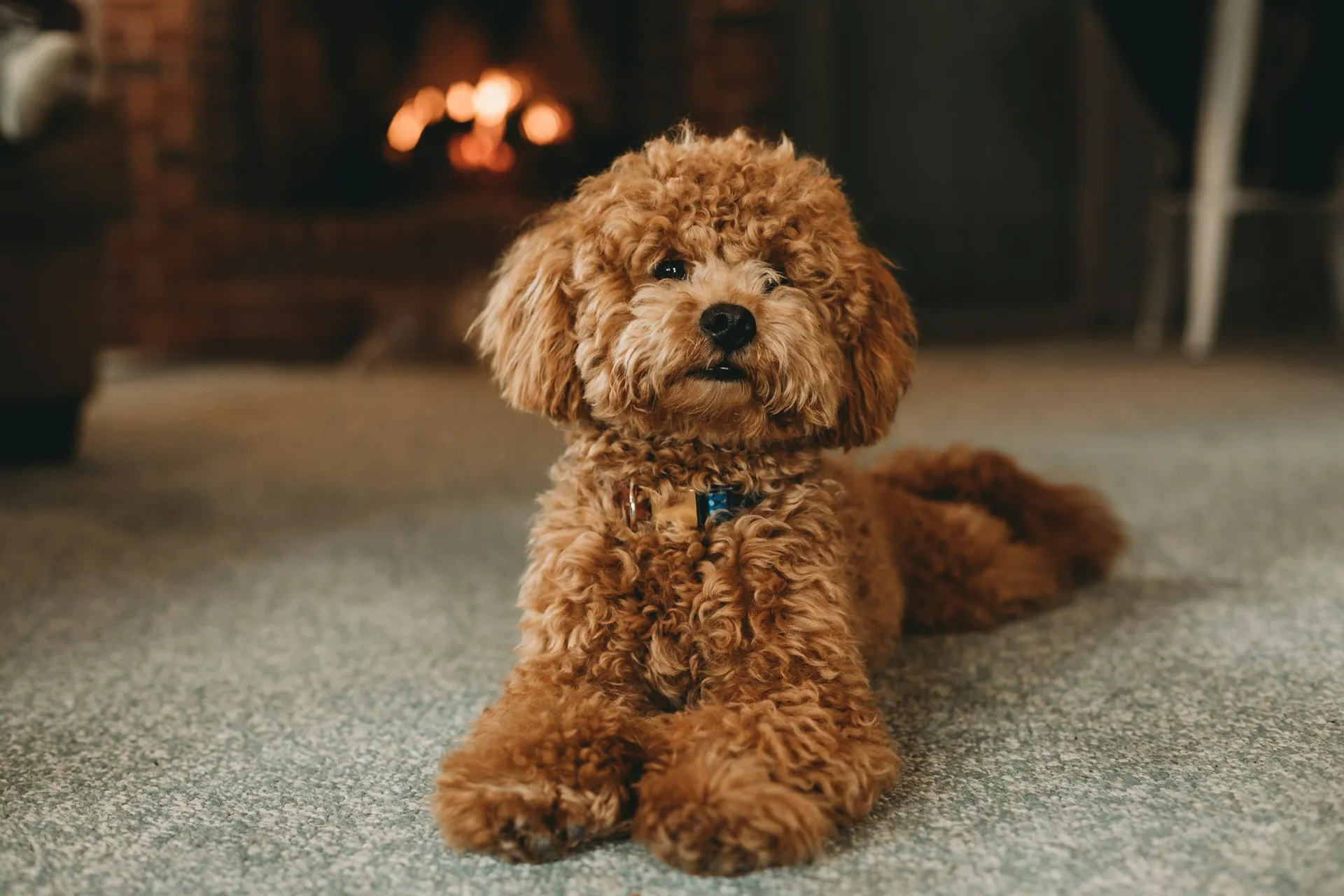 A poodle puppy lies on a grey carpet, with a fireplace visible in the soft-focus background.