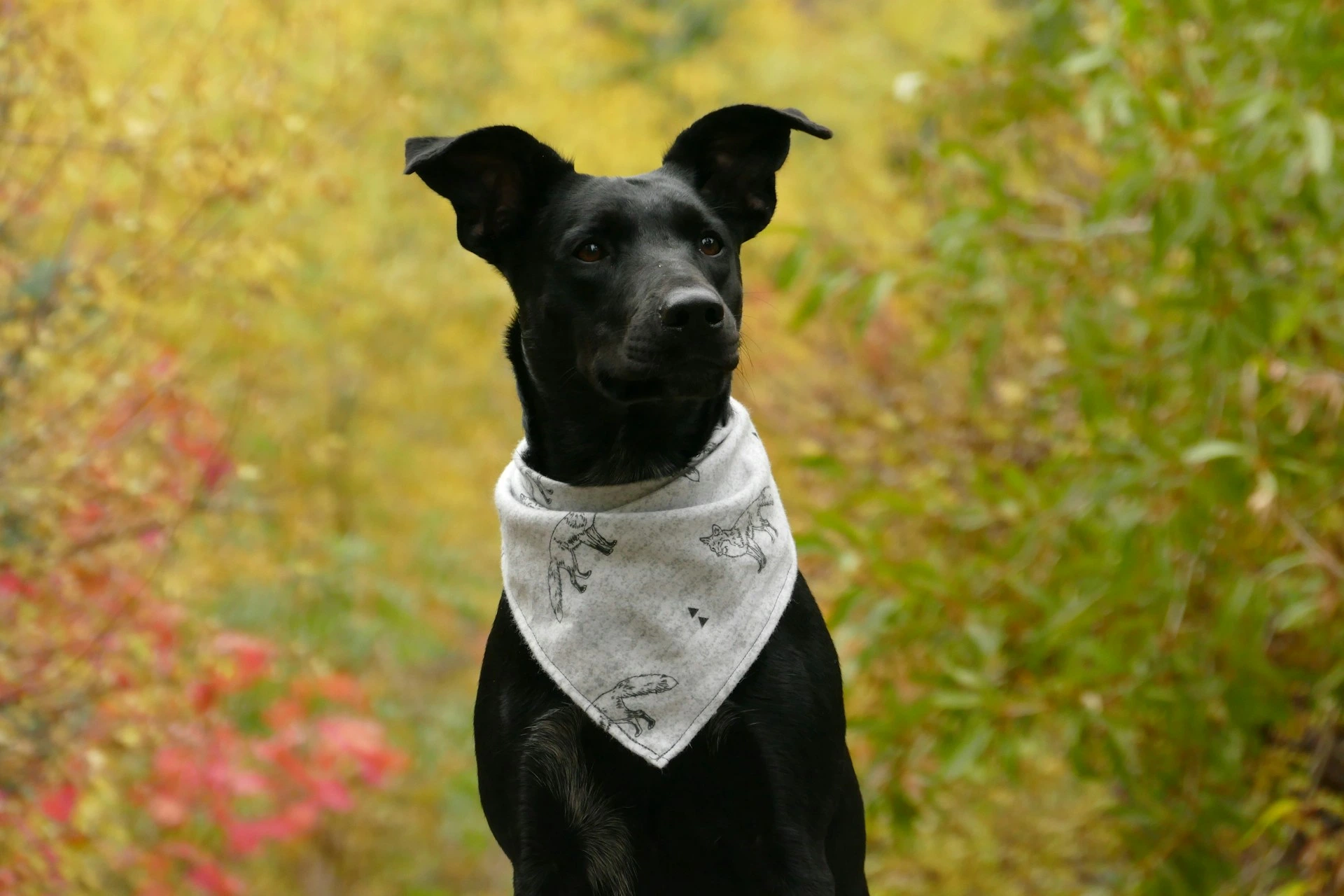 A black dog wearing a bandana stands against a background features a soft-focus mix of autumn foliage.