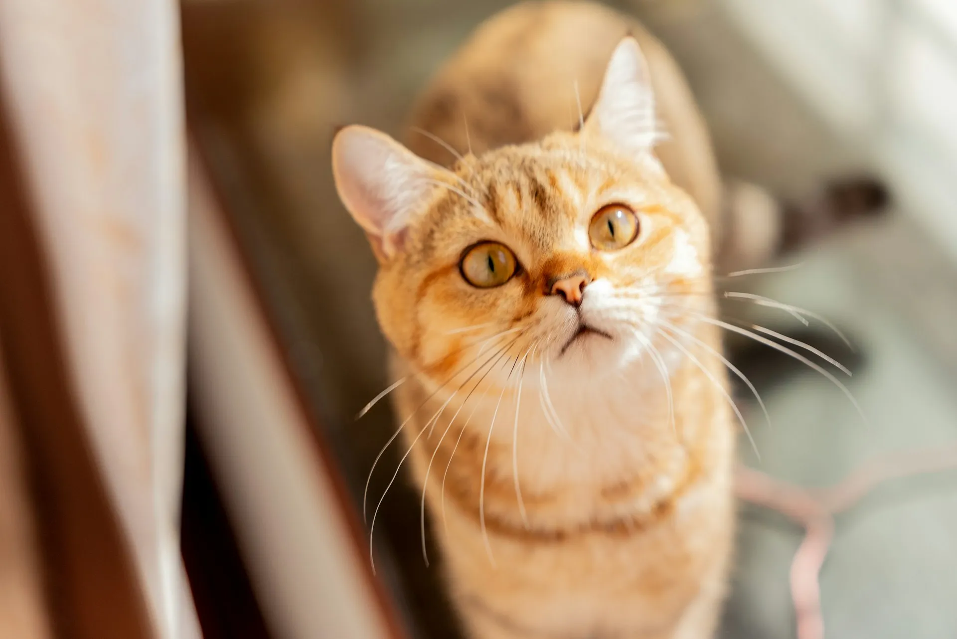 A high-angle shot of a tabby cat bathed in soft morning sunlight.